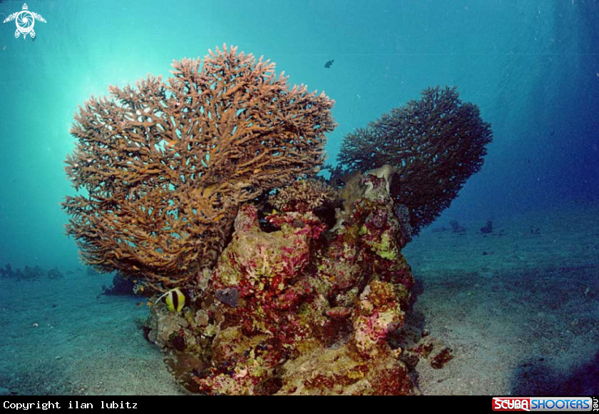 A stony coral