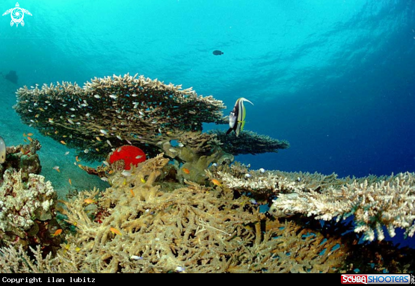 A stony coral