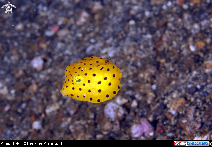 A underwater creature