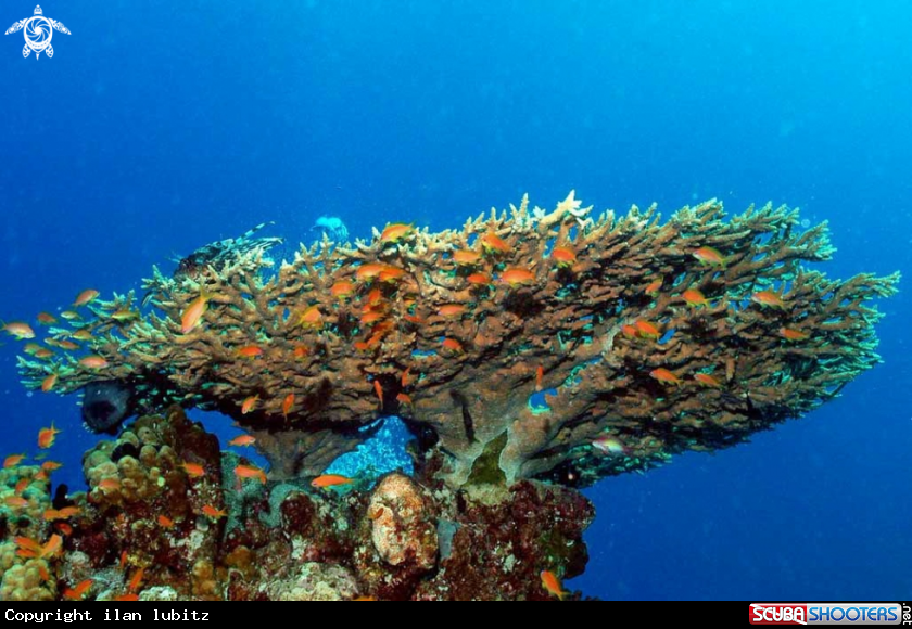 A stony coral