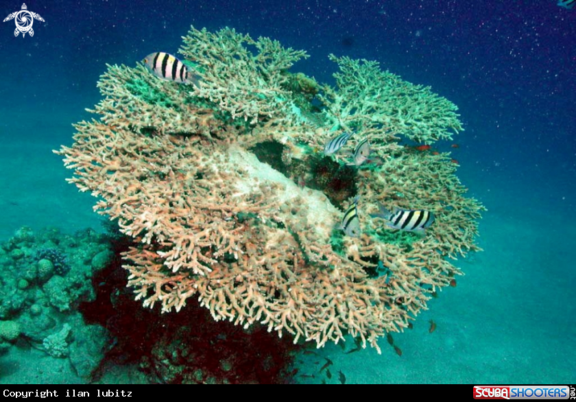 A stony coral