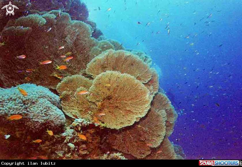 A Gorgonian