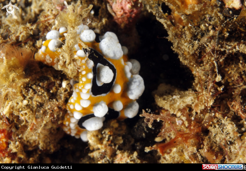 A underwater creature
