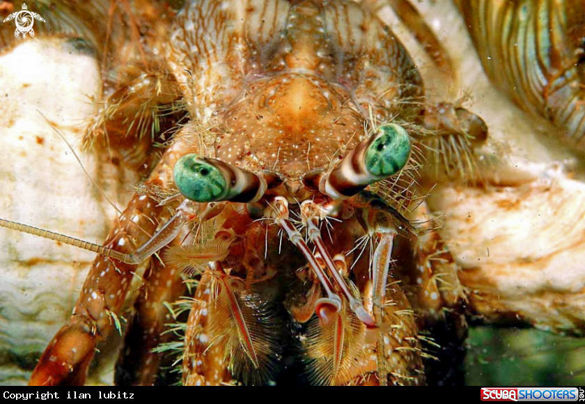 A hermit crab