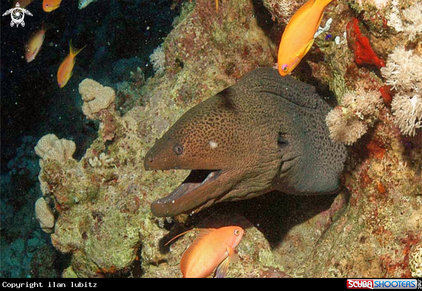 A morey eel