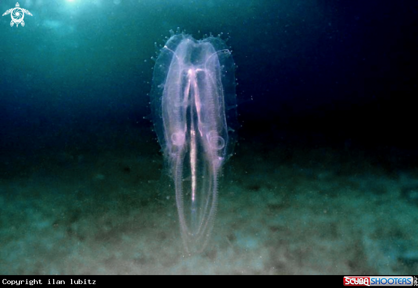 A jelly fish