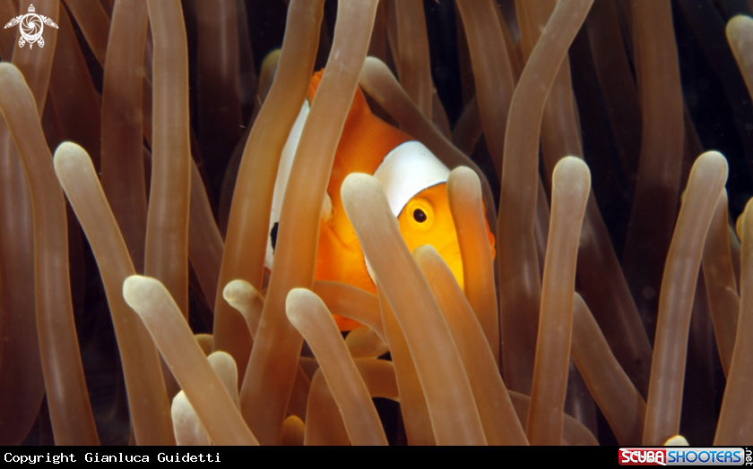 A underwater creature