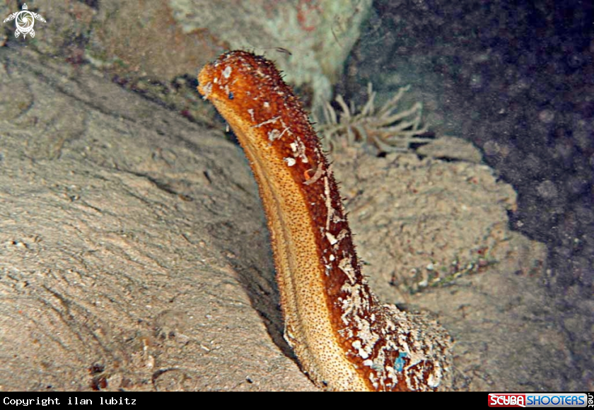 A sea cucumber