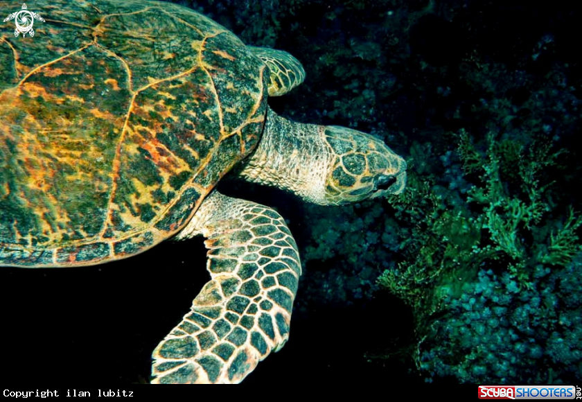 A sea tortle