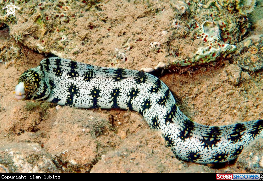 A morey eel