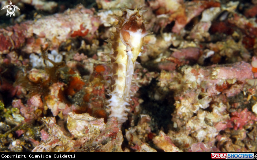 A underwater creature