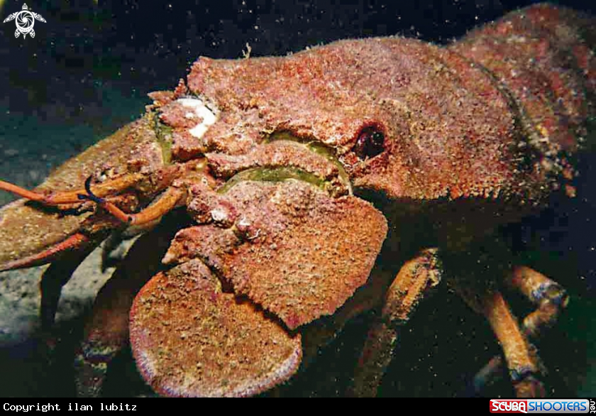 A slipper lobster