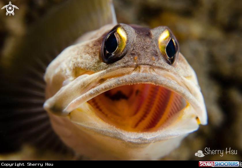 A Jawfish