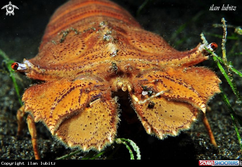 A slipper lobster