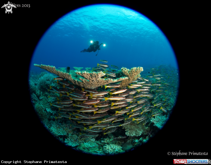 A Table coral