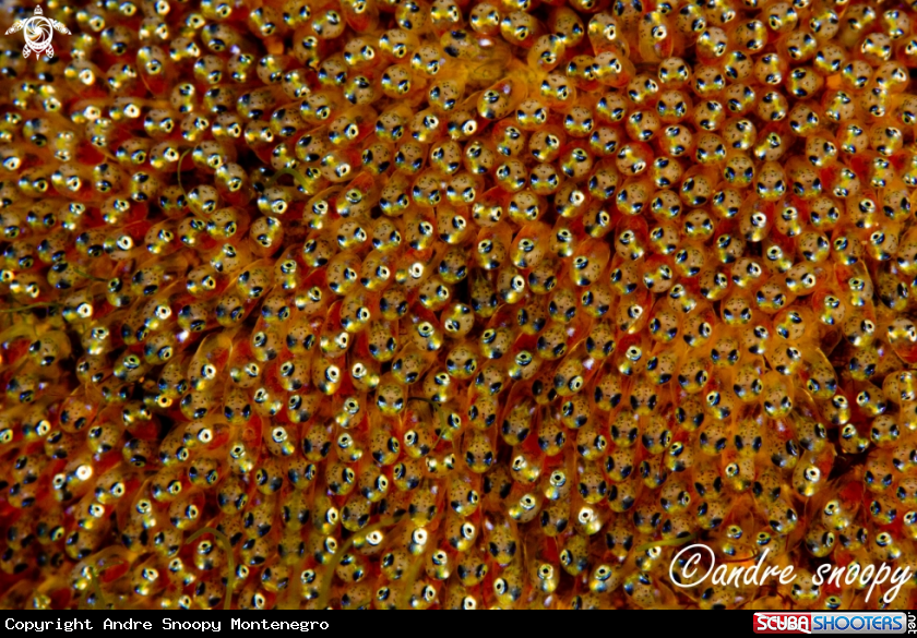A anemone fish eggs