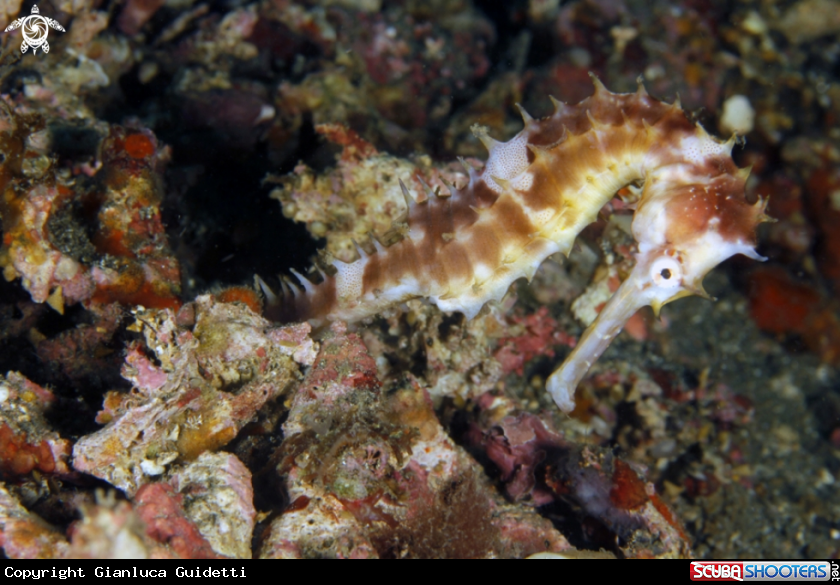 A underwater creature