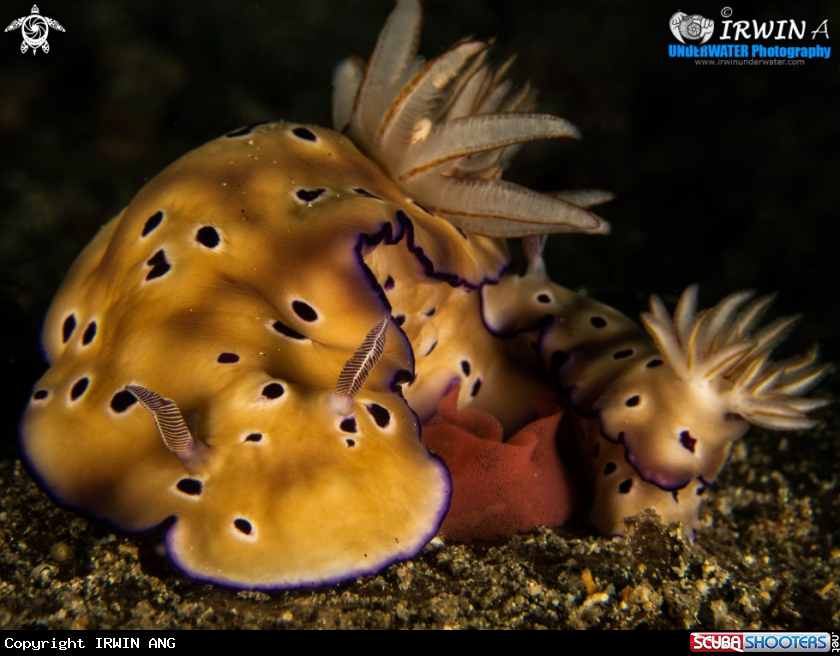 A Nudibranch ( Chromodoris Leopardus )