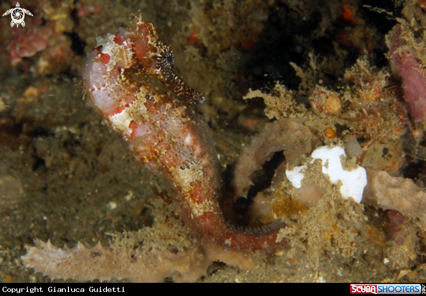 A underwater creature