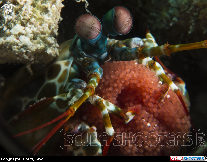A Mantis Shrimp