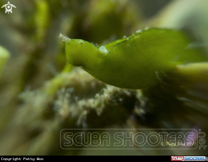 A Halimeda Sapsucking Slug 