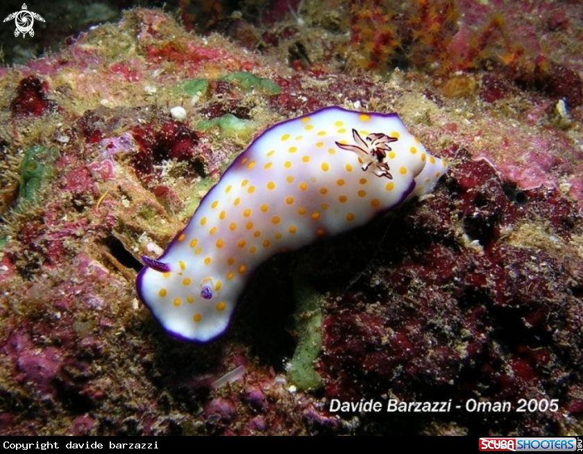 A Nudibranch