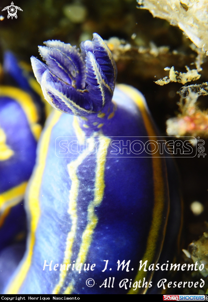 A Nudi