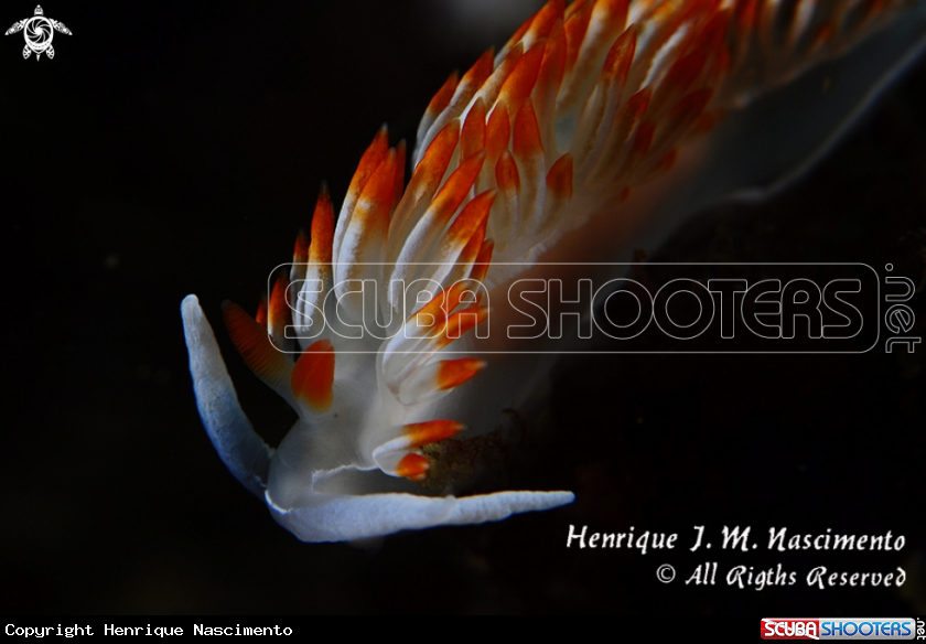 A Nudibranch