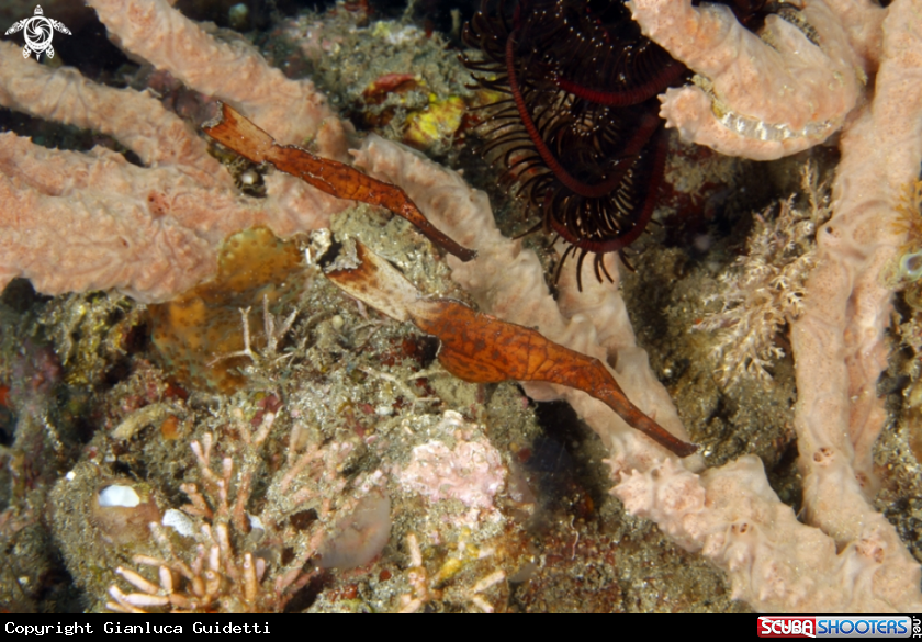 A underwater creature