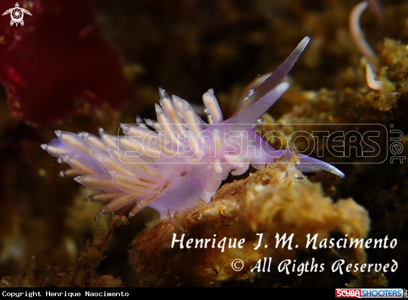 A nudi