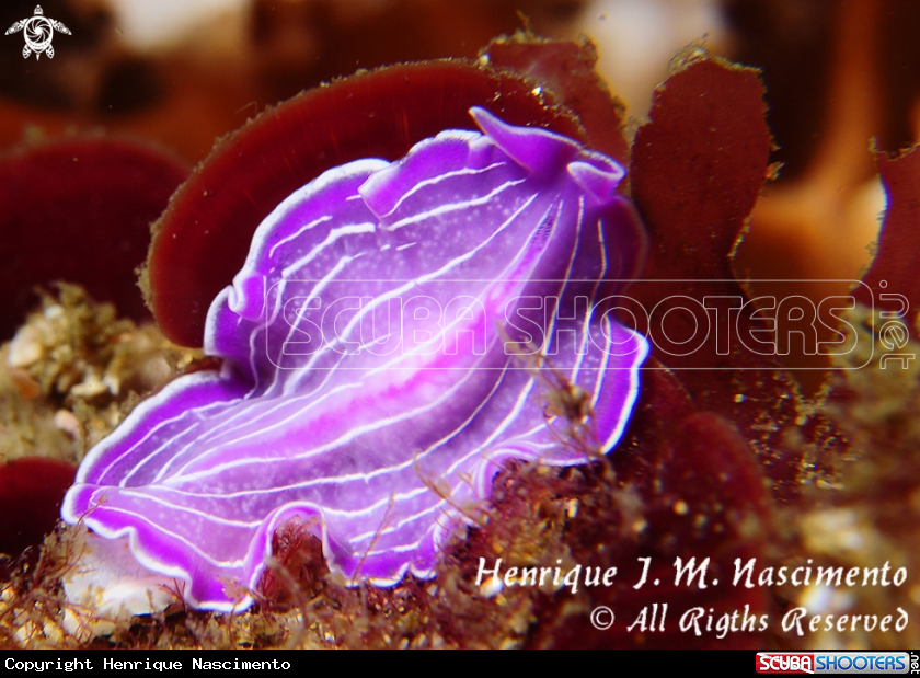 A laminaria