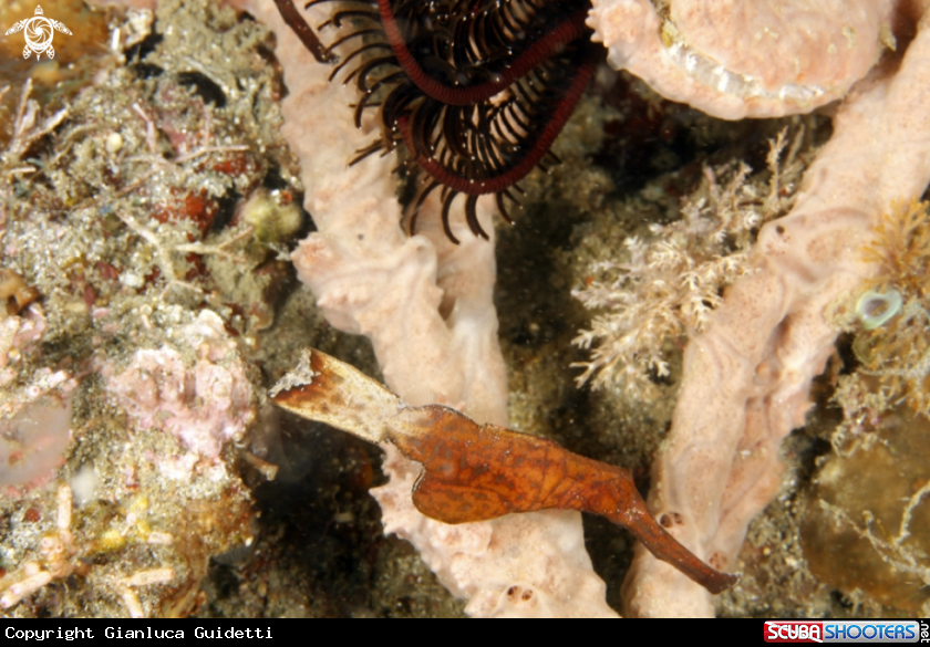 A underwater creature