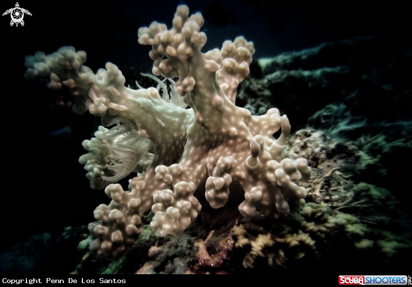 A Alleni nudibranch