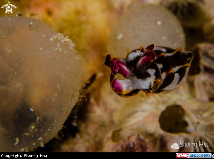 A Flamboyant Culttefish