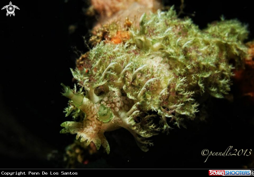 A Marionia nudibranch