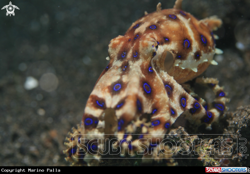 A Blue Ring Octopus