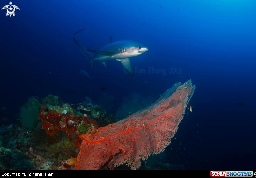 A Thresher shark