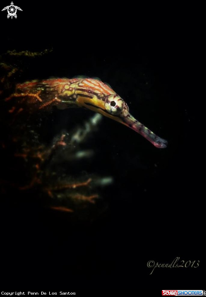 A Network pipefish
