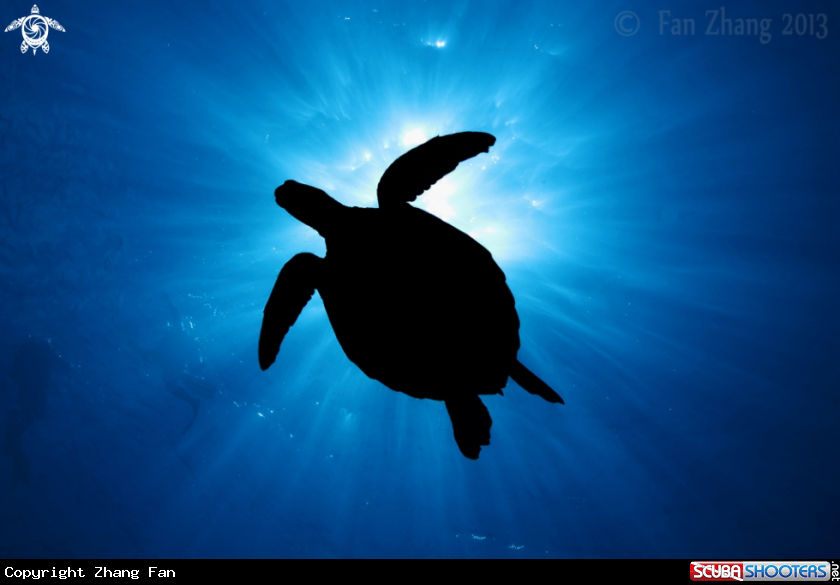 A Sea turtle