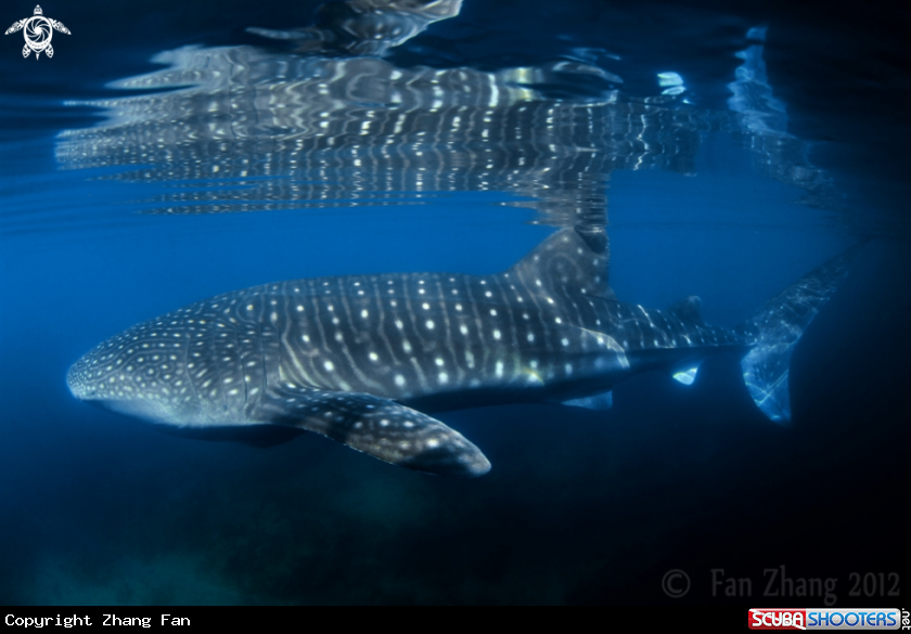 A Whale shark