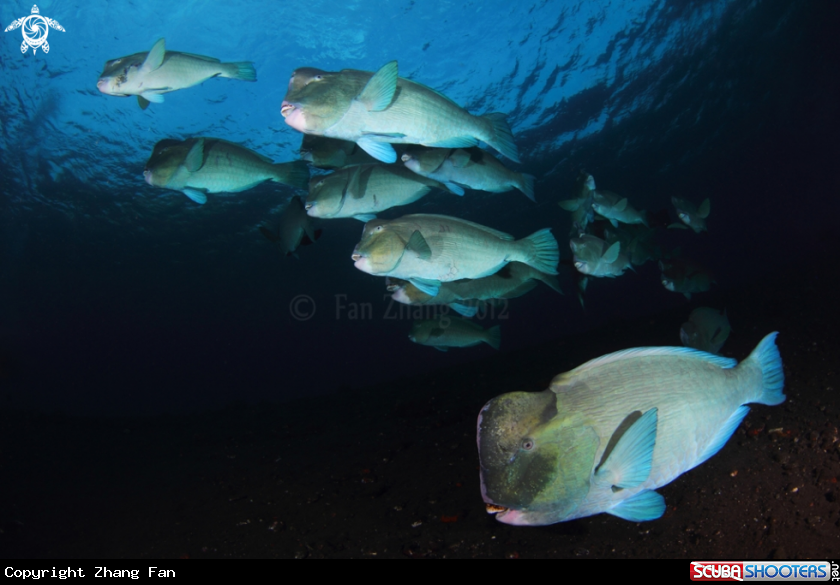 A Bumphead parrotfish