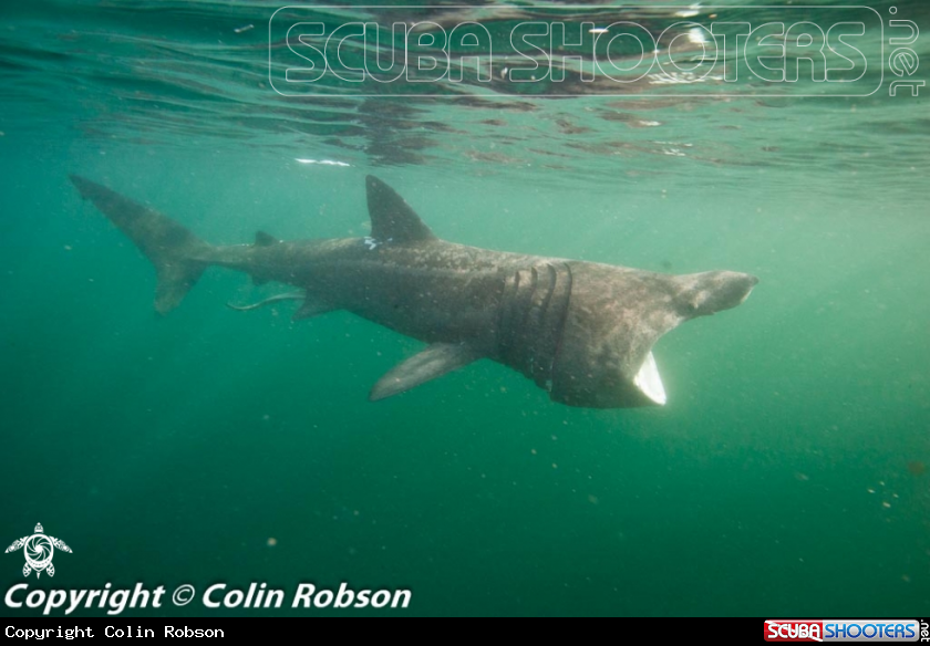 A Shark
