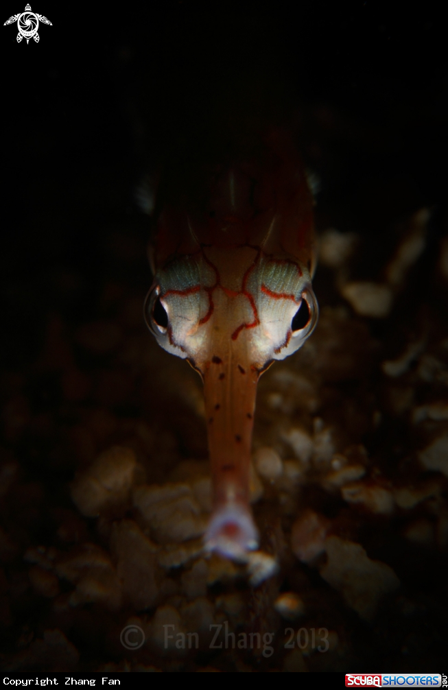 A Messmate Pipefish
