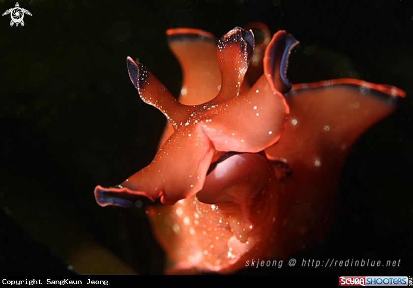 A Sea hare