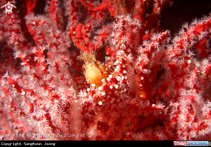A fringed blenny