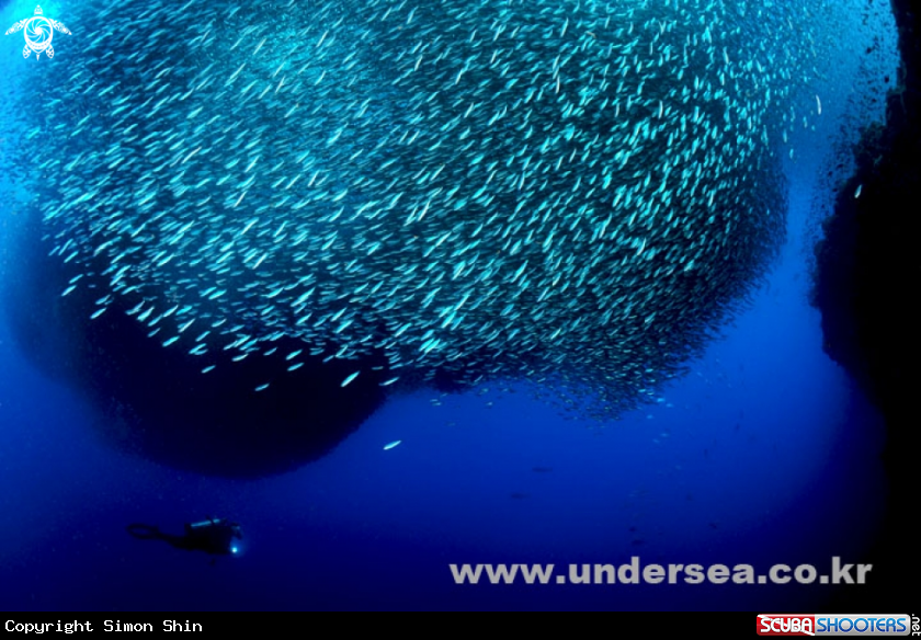 A sardines