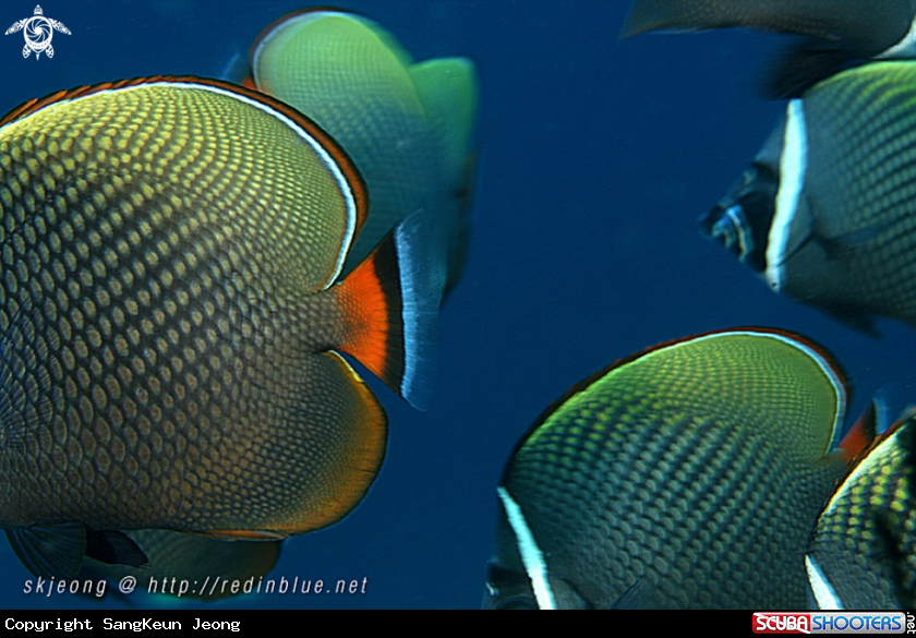 A Angelfish