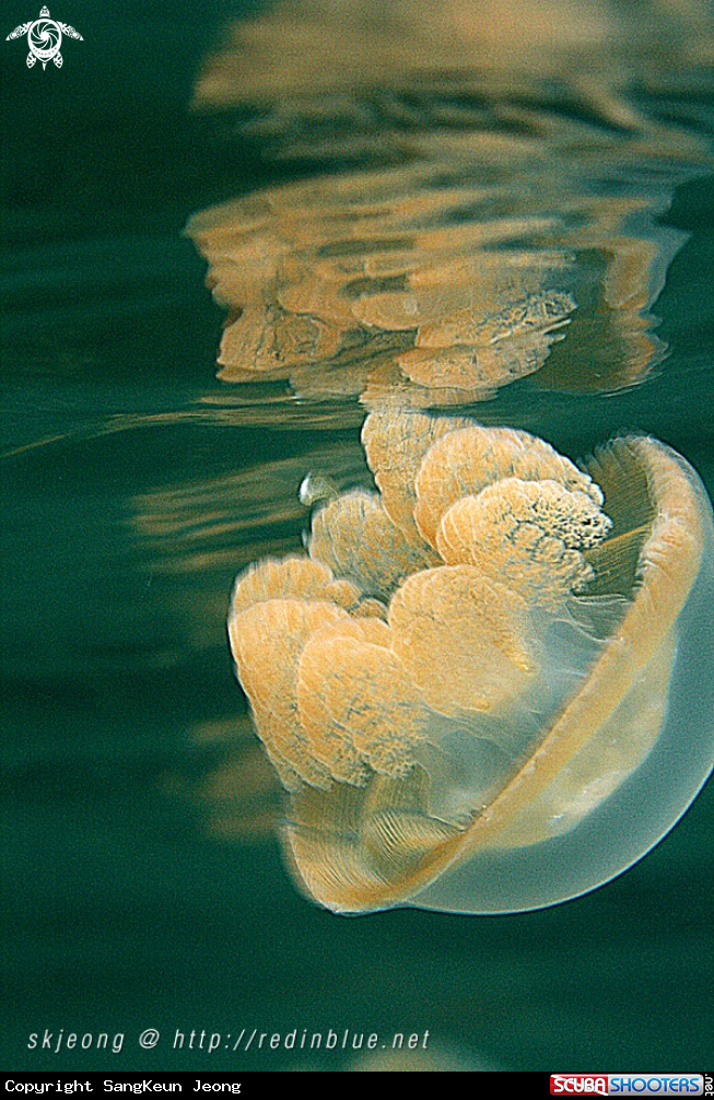 A Jellyfish