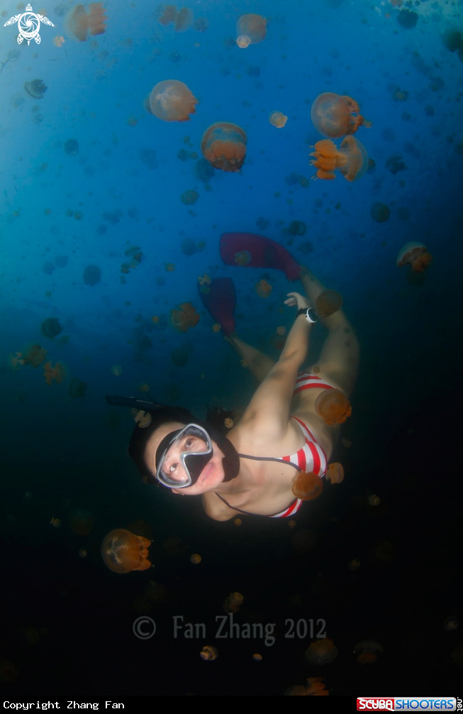 A Jellyfish Lake