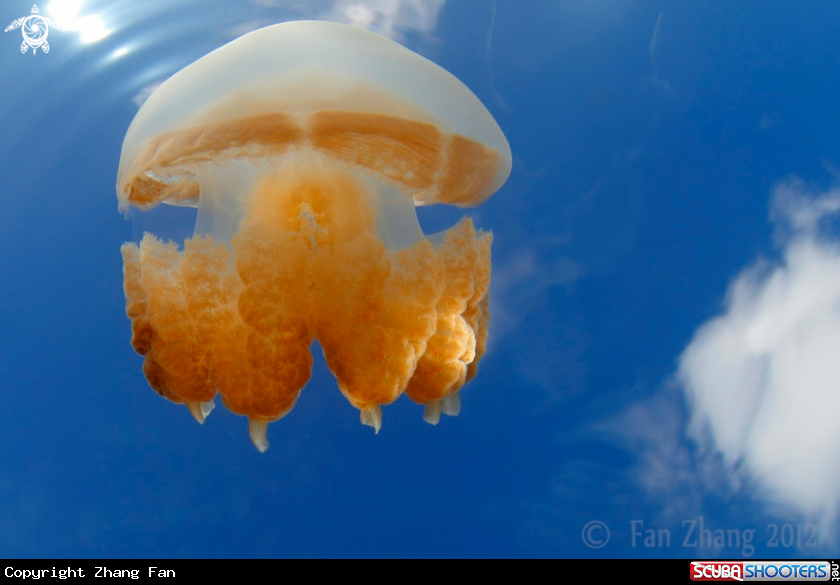 A Golden Jellyfish 